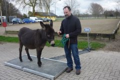 Kleiner Esel steht auf einer mobilen Pferdewaage neben einem Mann