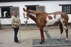 Pferd steht auf einer mobilen Pferdewaage neben einer Frau